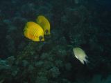 ambiances sous-marines